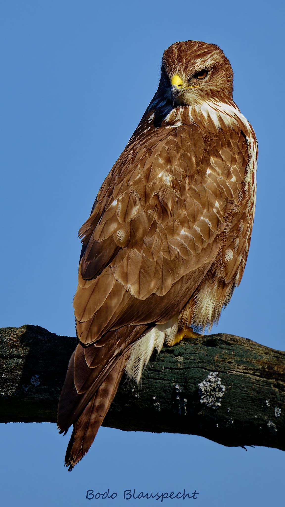 Mäusebussard   Steveraue   2026.03.05 13.42 82 HQ